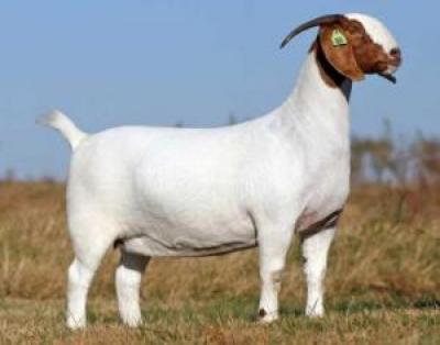 goat95_2208.jpg